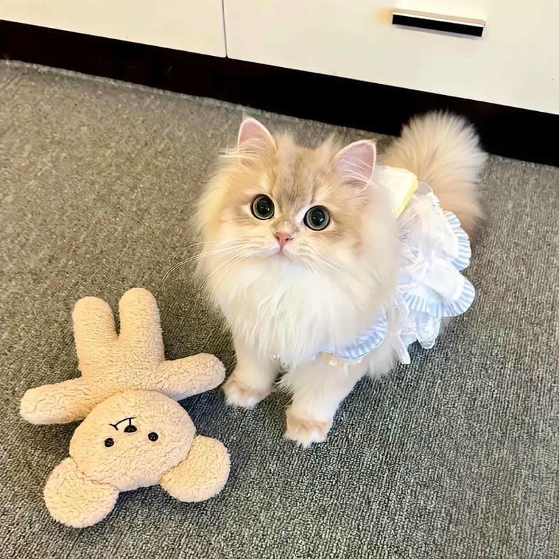 ảnh cute mèo (10)