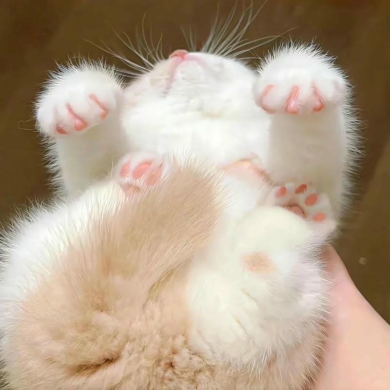 ảnh cute mèo (11)