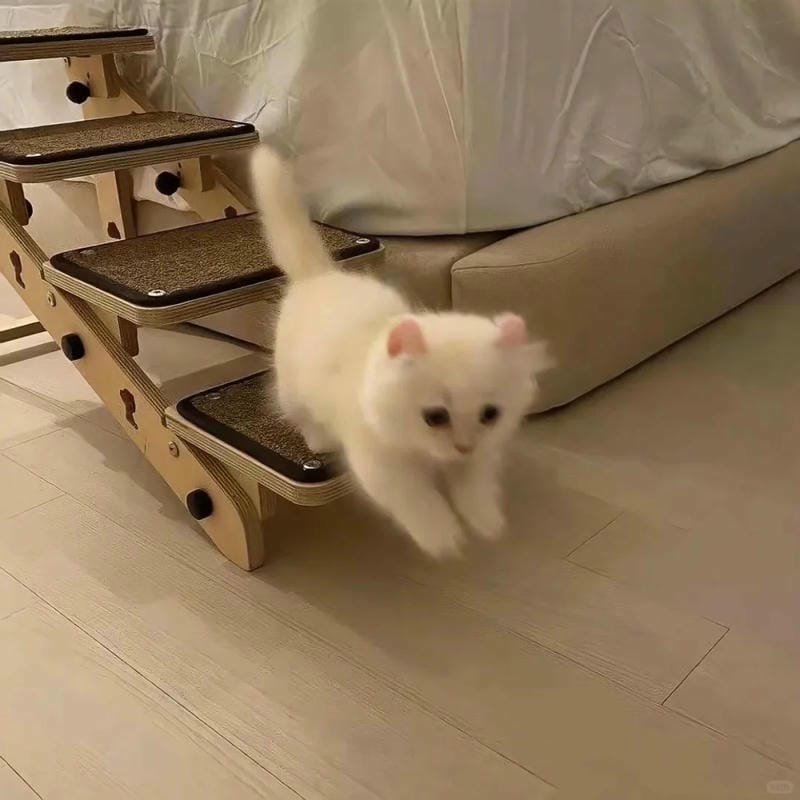 ảnh cute mèo (12)