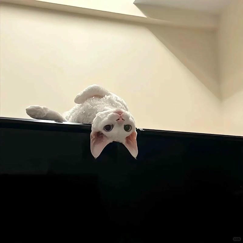 ảnh cute mèo (14)