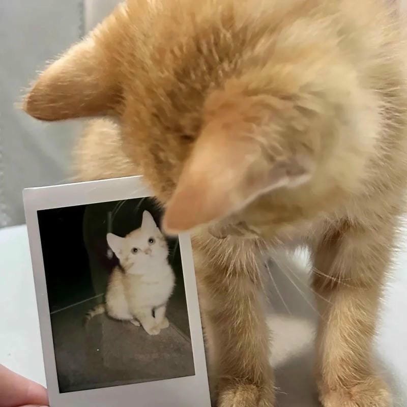 ảnh cute mèo (15)