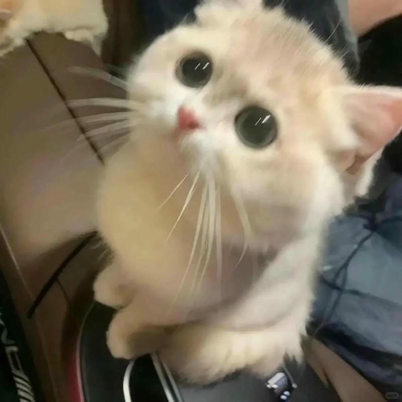 ảnh cute mèo (16)