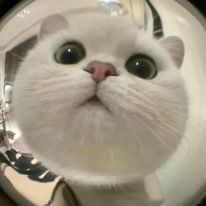 ảnh cute mèo (18)