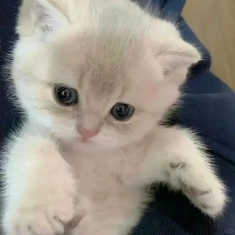 ảnh cute mèo (19)