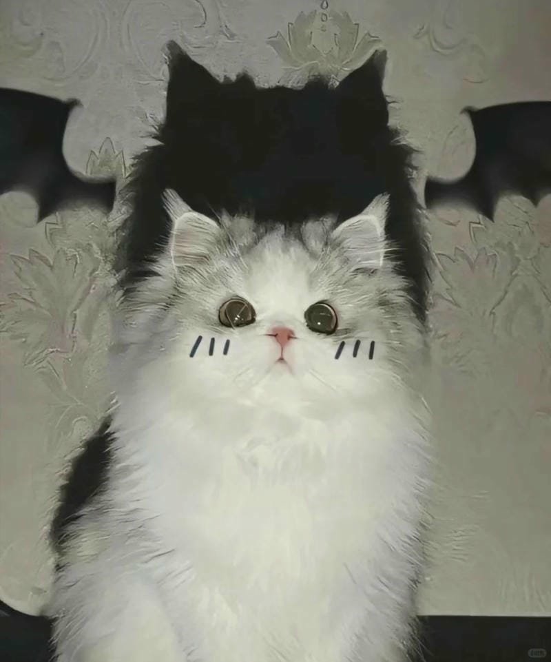 ảnh cute mèo (21)