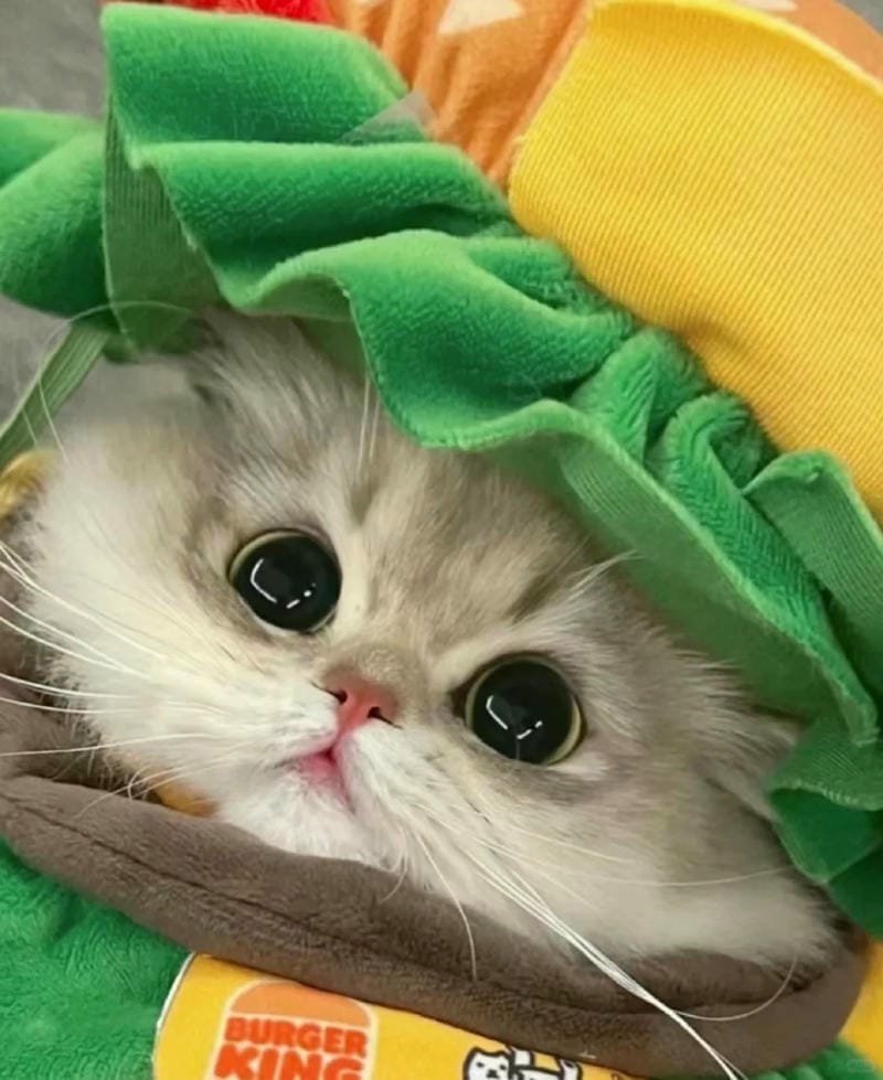 ảnh cute mèo (22)