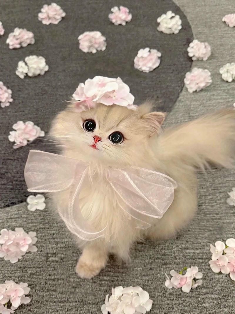 ảnh cute mèo (23)