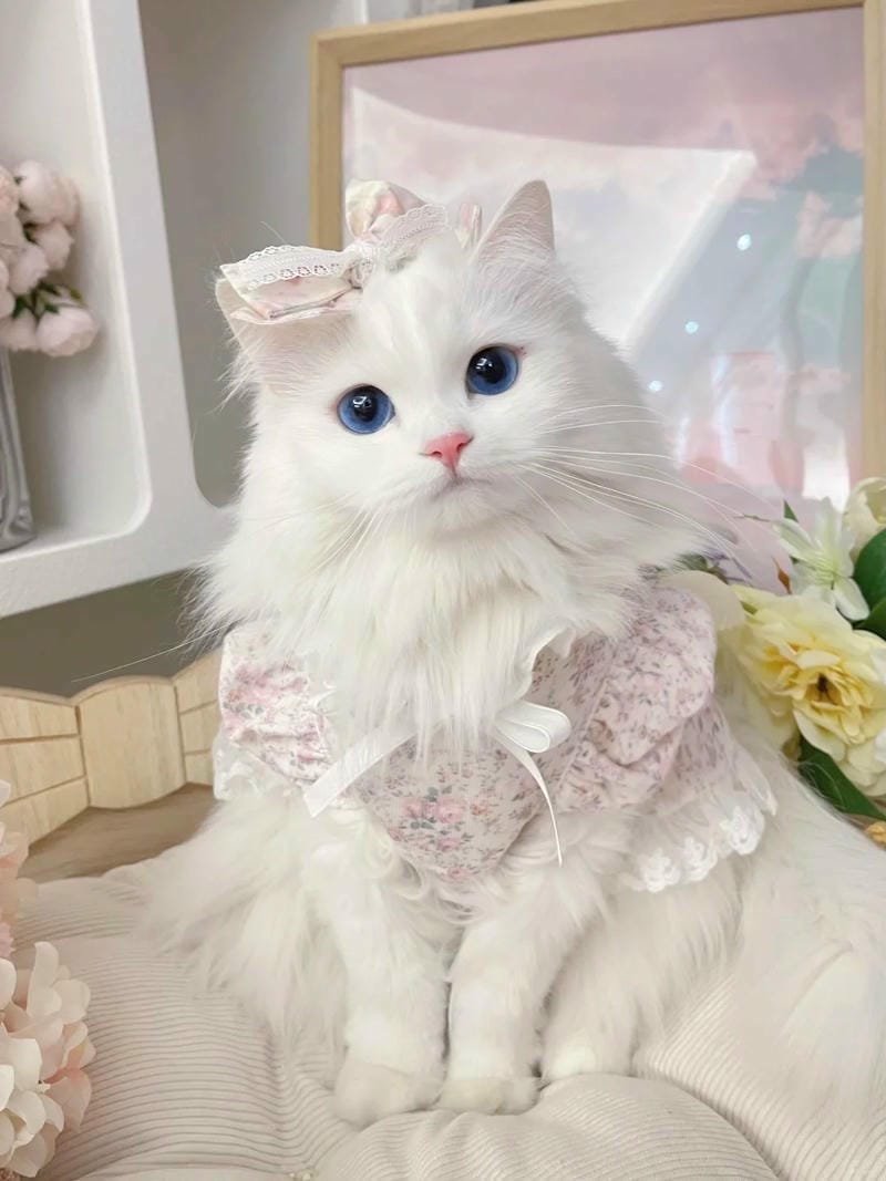 ảnh cute mèo (24)