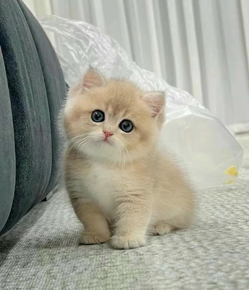 ảnh cute mèo (25)