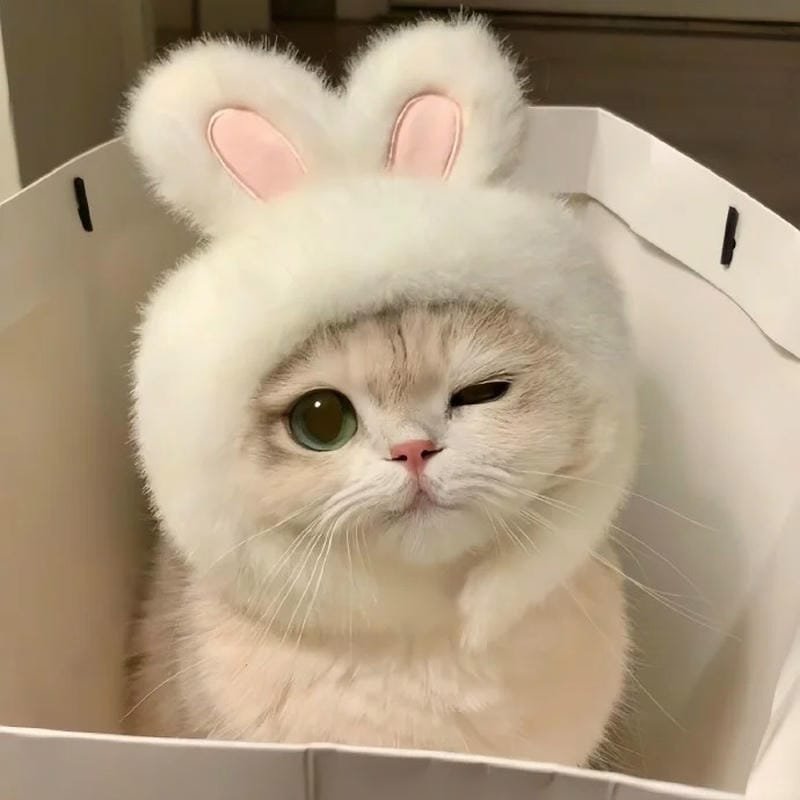 ảnh cute mèo (26)