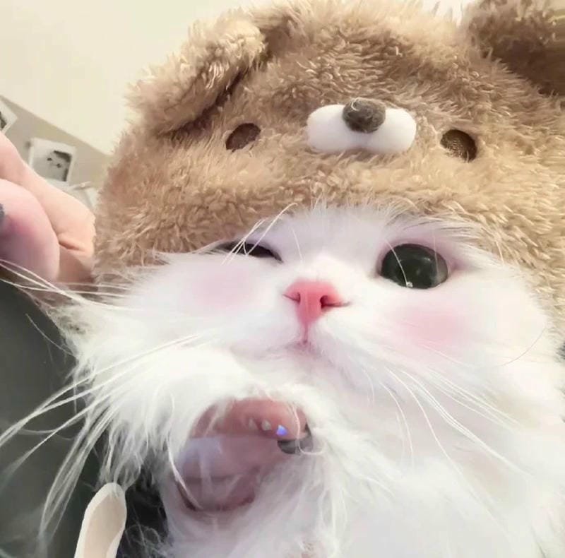 ảnh cute mèo (27)