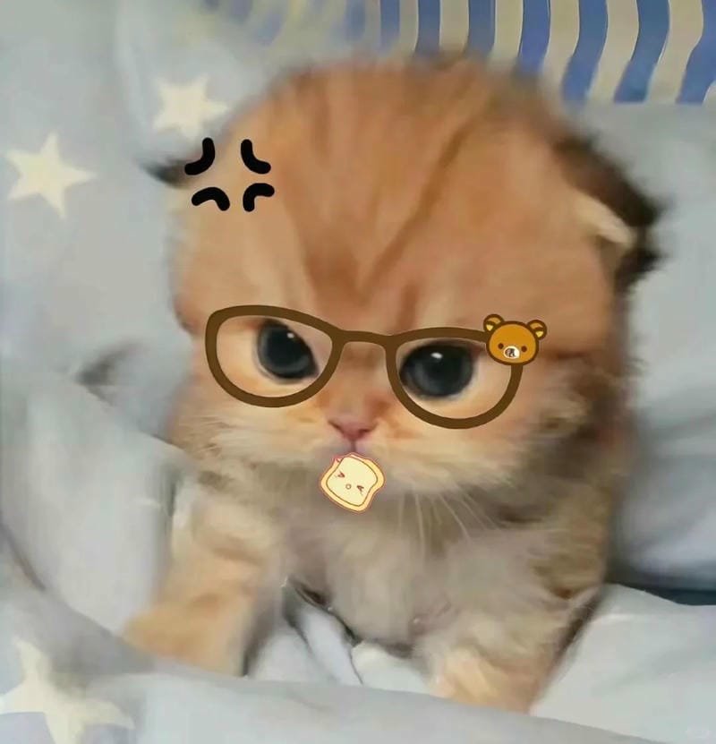 ảnh cute mèo (30)