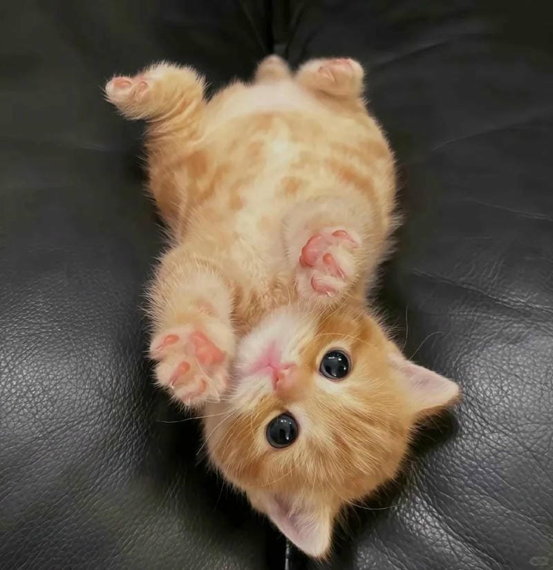 ảnh cute mèo (31)