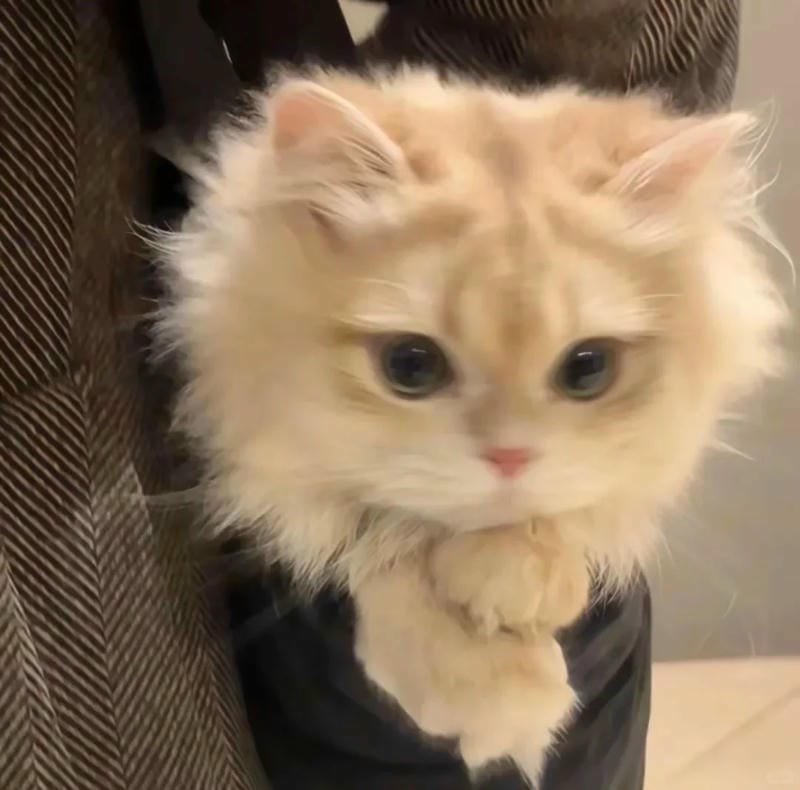 ảnh cute mèo (32)