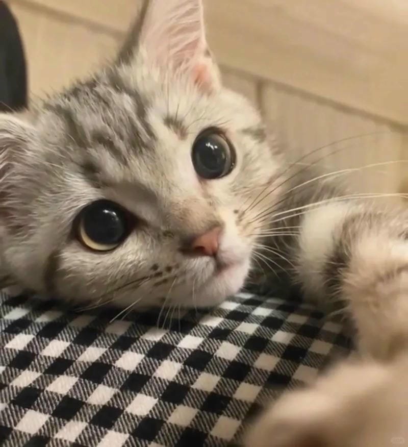 ảnh cute mèo (33)