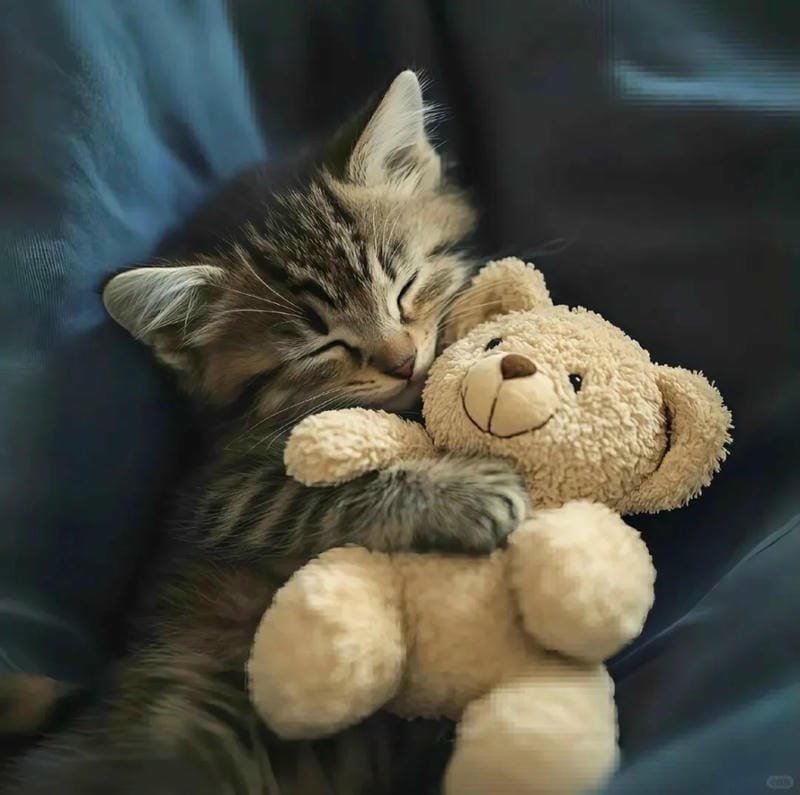 ảnh cute mèo (34)