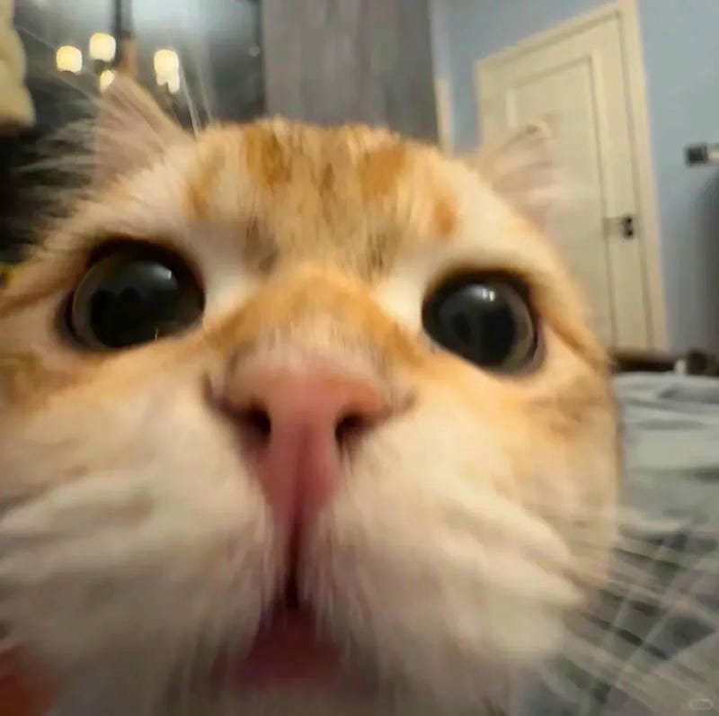 ảnh cute mèo (35)