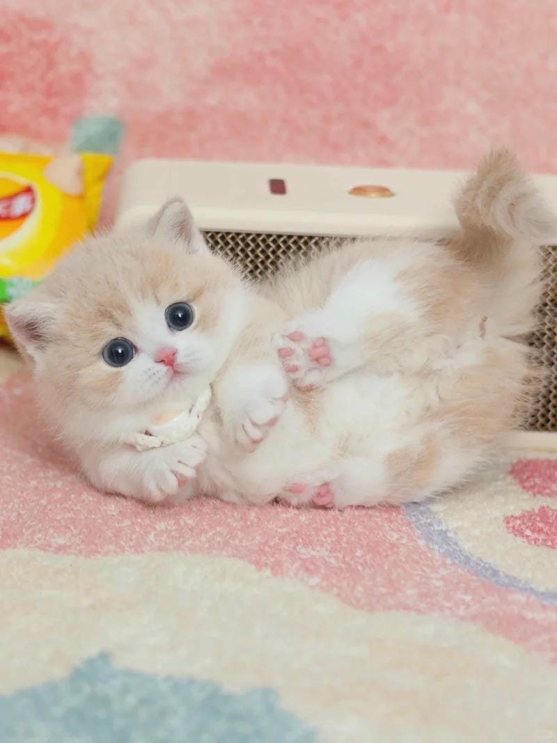 ảnh cute mèo (36)