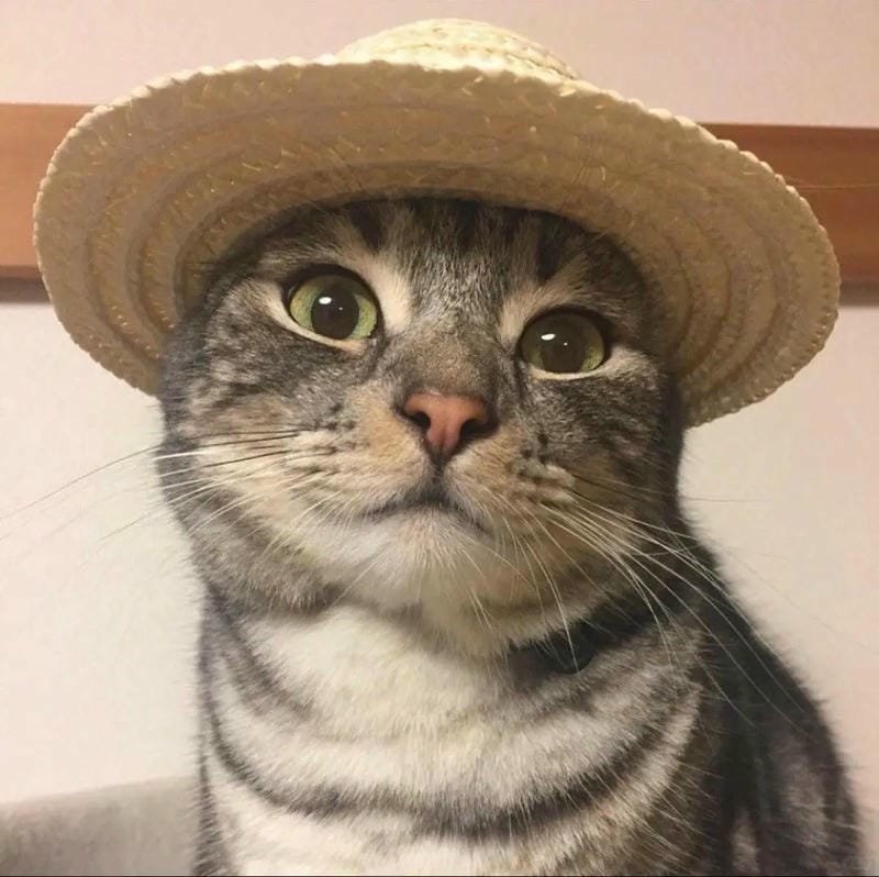 ảnh cute mèo (38)