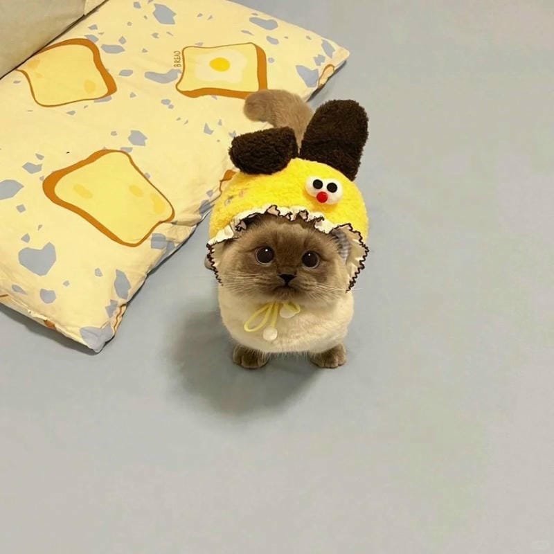 ảnh cute mèo (39)