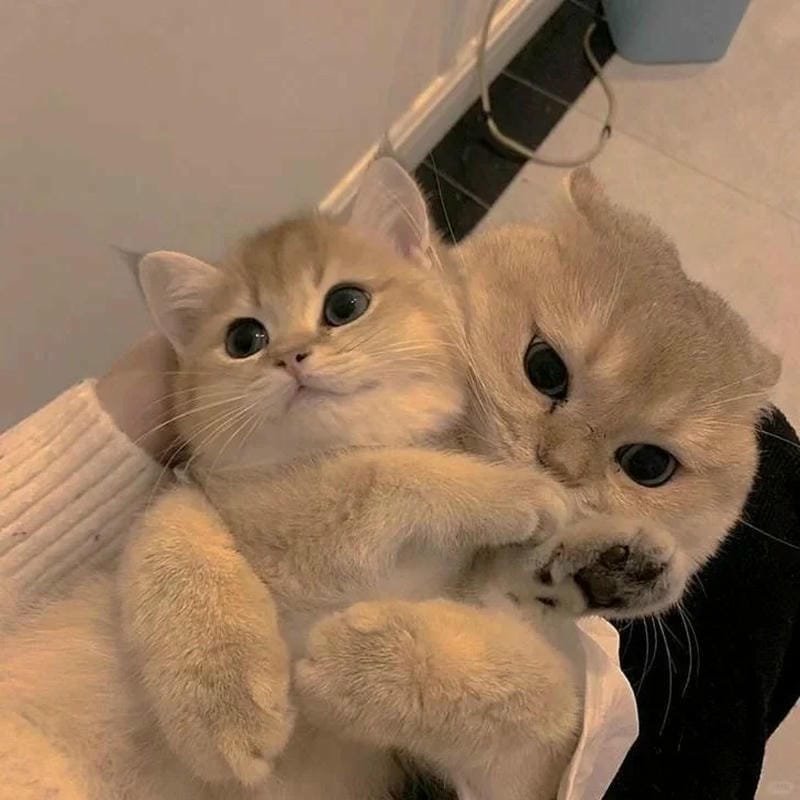 ảnh cute mèo (40)