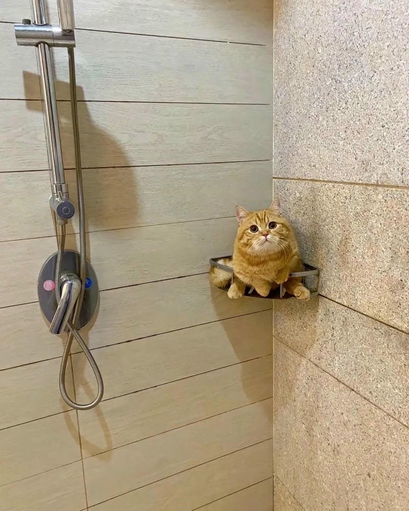 ảnh cute mèo (41)