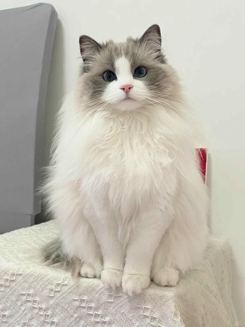 ảnh cute mèo (43)