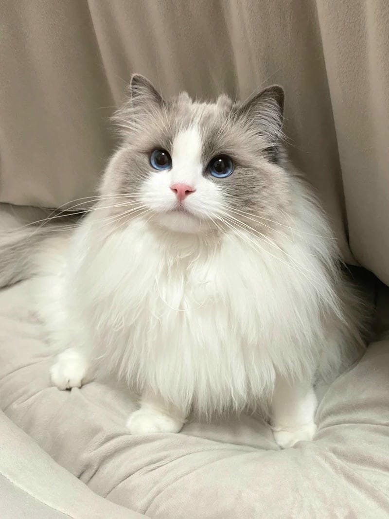 ảnh cute mèo (44)