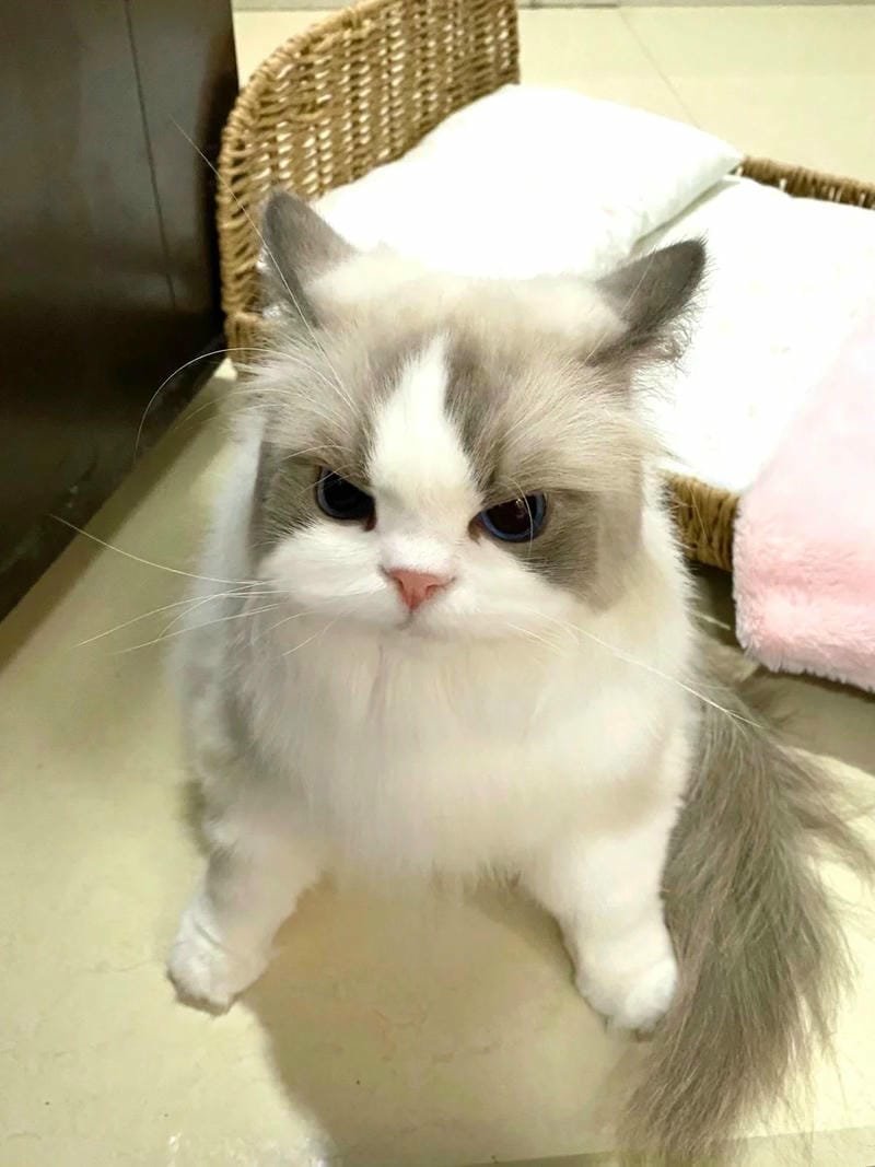 ảnh cute mèo (47)