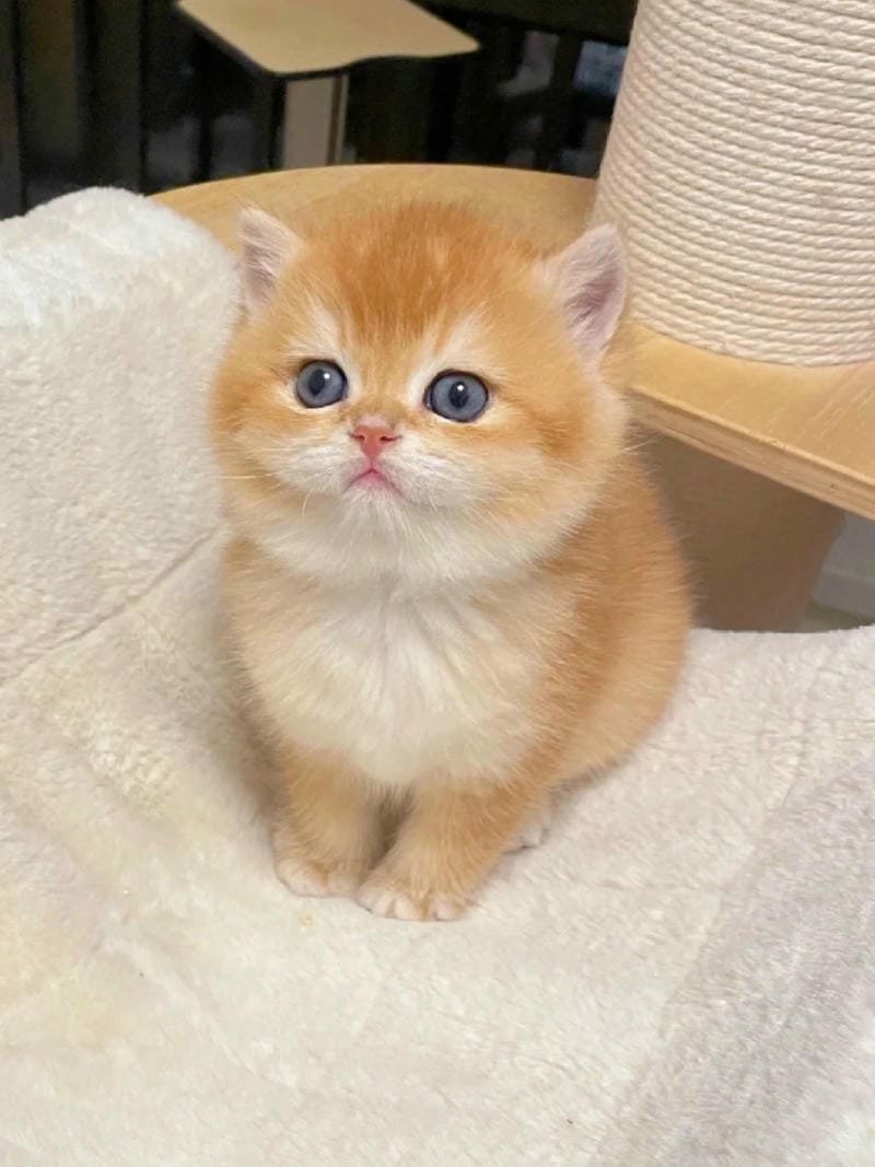 ảnh cute mèo (48)