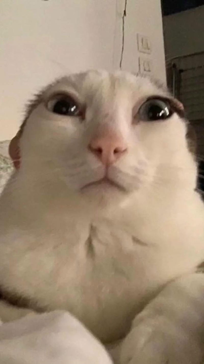 ảnh mèo bựa cute​ (1)