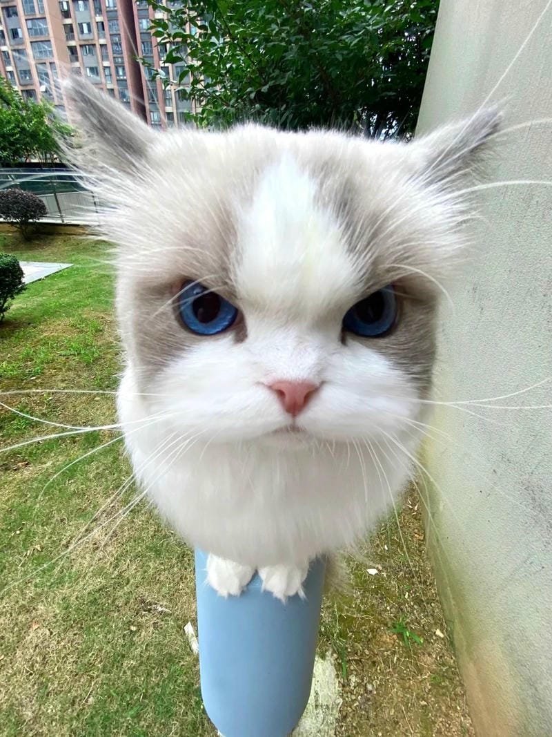 ảnh mèo bựa cute​ (10)