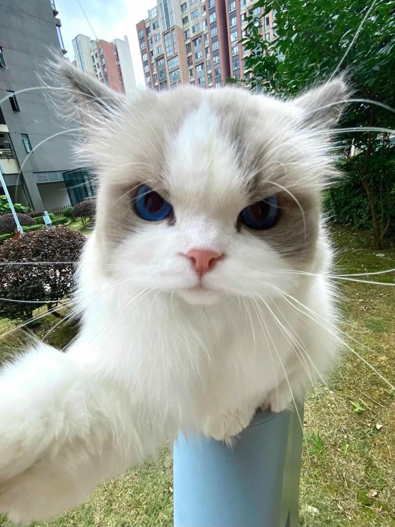 ảnh mèo bựa cute​ (11)