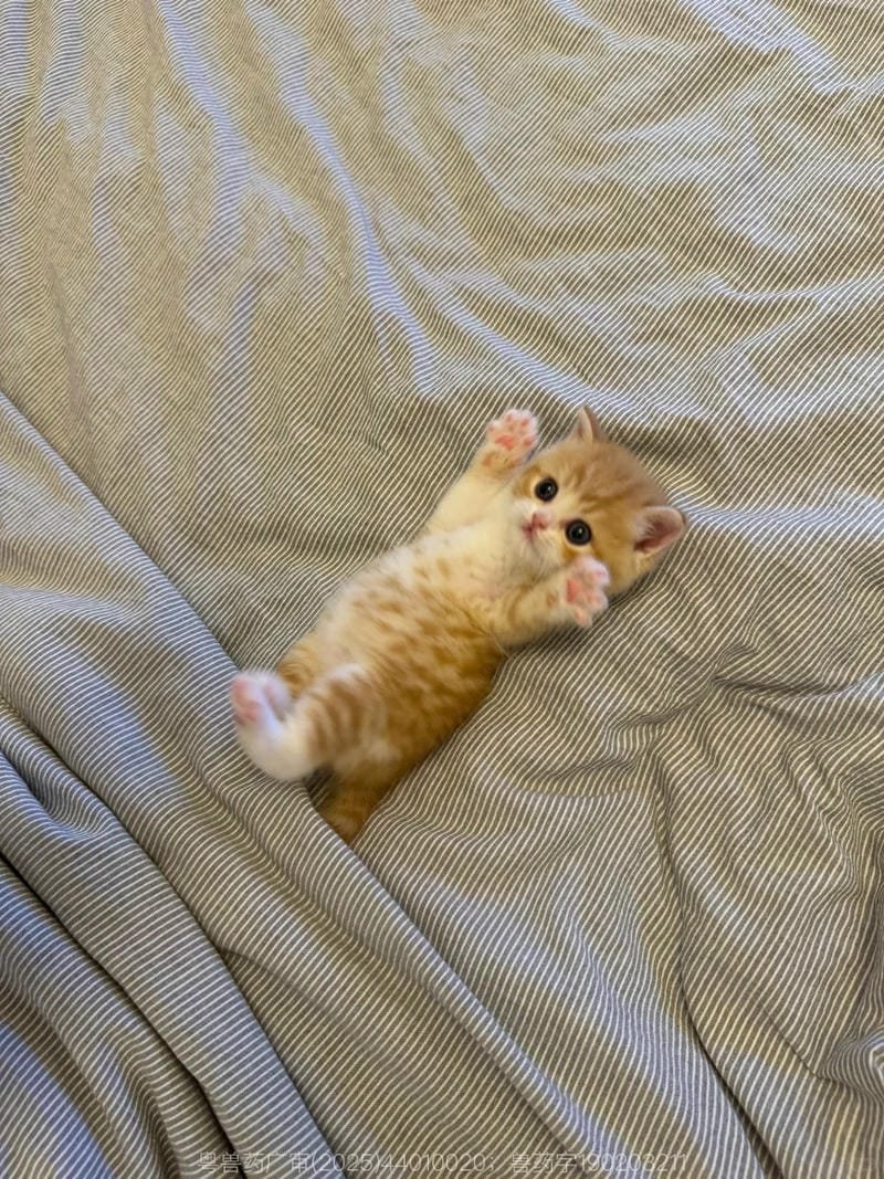 ảnh mèo bựa cute​ (12)