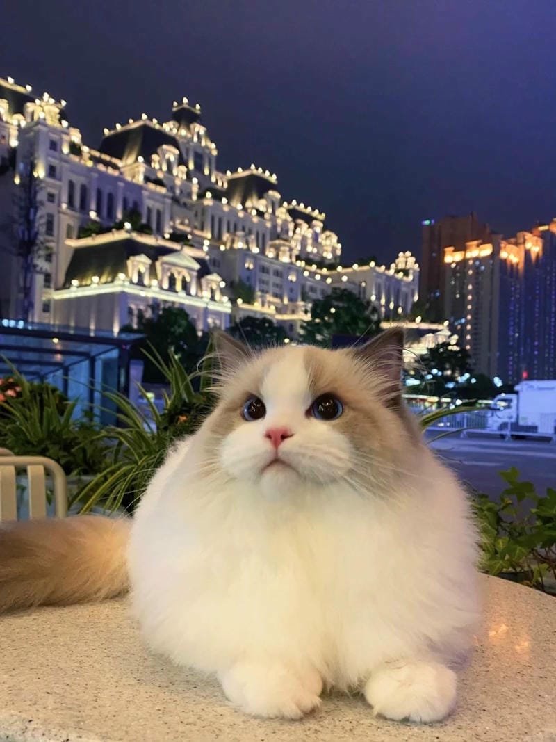 ảnh mèo bựa cute​ (13)