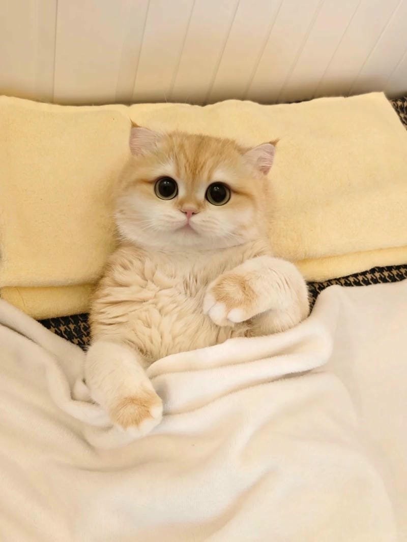 ảnh mèo bựa cute​ (15)