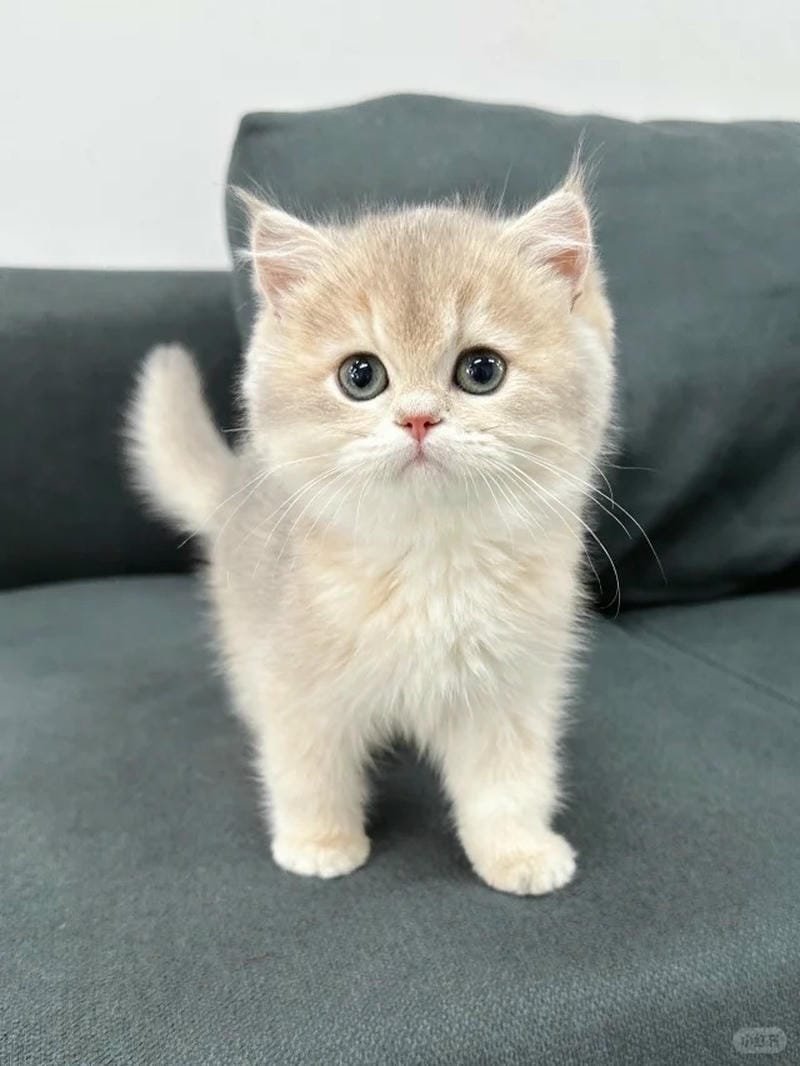 ảnh mèo bựa cute​ (16)