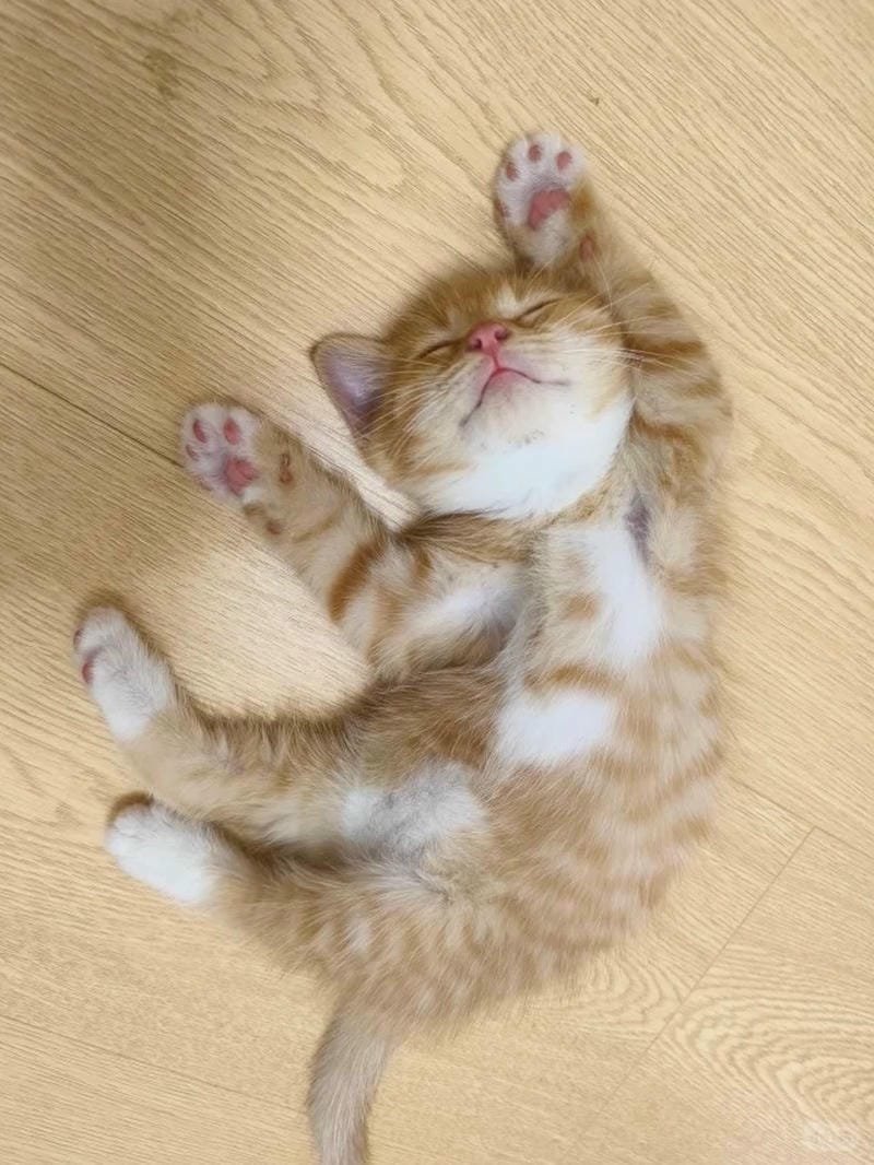 ảnh mèo bựa cute​ (17)