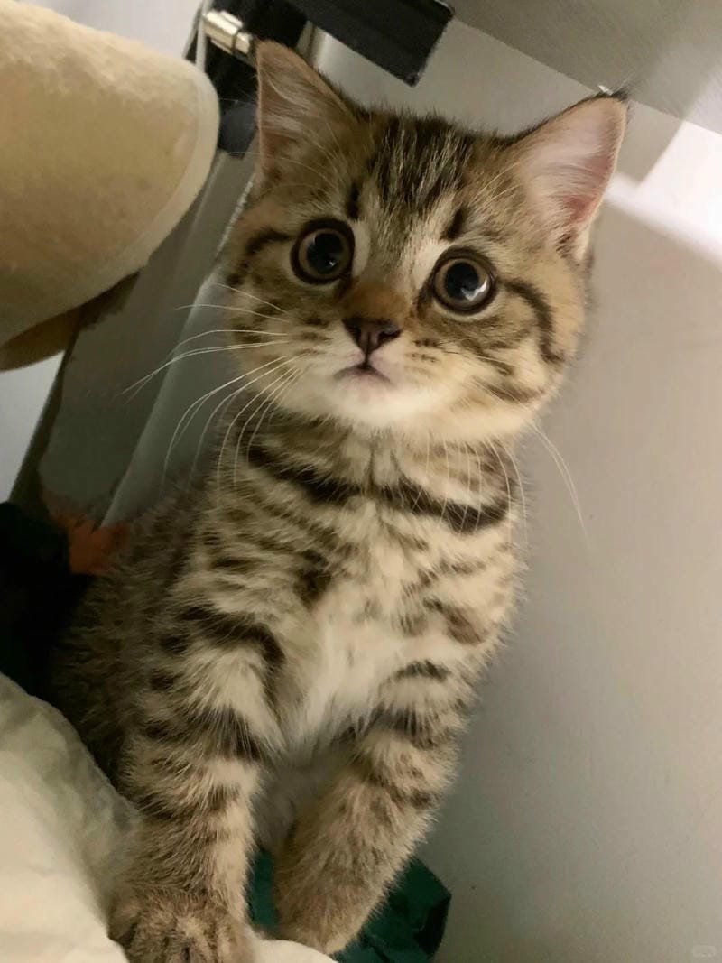 ảnh mèo bựa cute​ (21)