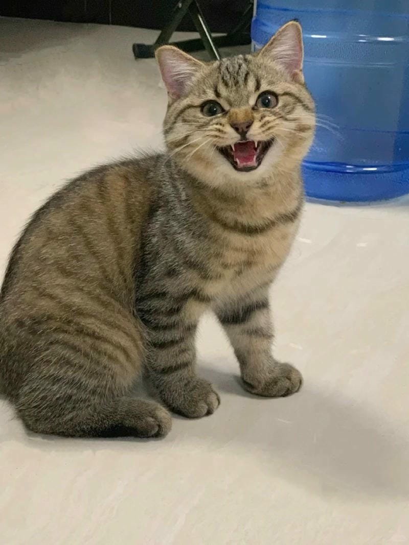 ảnh mèo bựa cute​ (22)