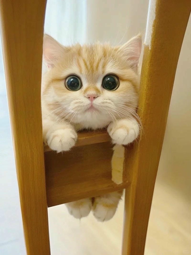 ảnh mèo bựa cute​ (23)