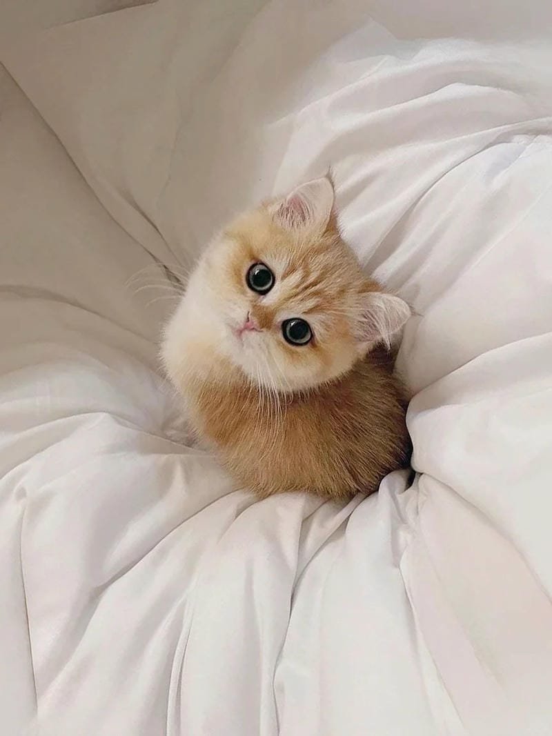 ảnh mèo bựa cute​ (24)