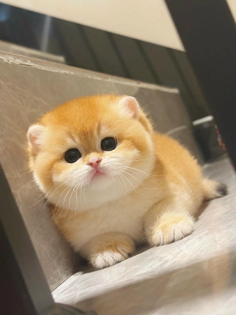 ảnh mèo bựa cute​ (25)