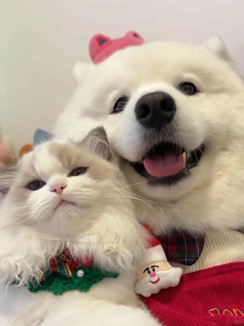 ảnh mèo bựa cute​ (26)