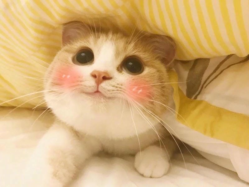 ảnh mèo bựa cute​ (28)