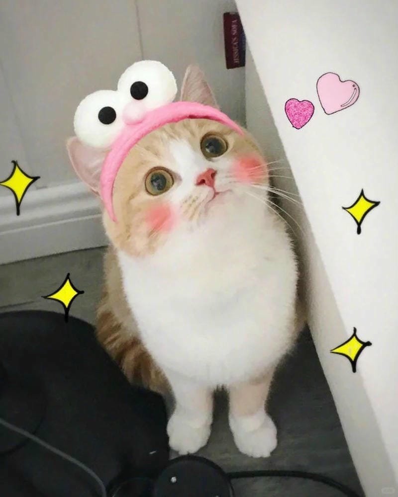 ảnh mèo bựa cute​ (29)