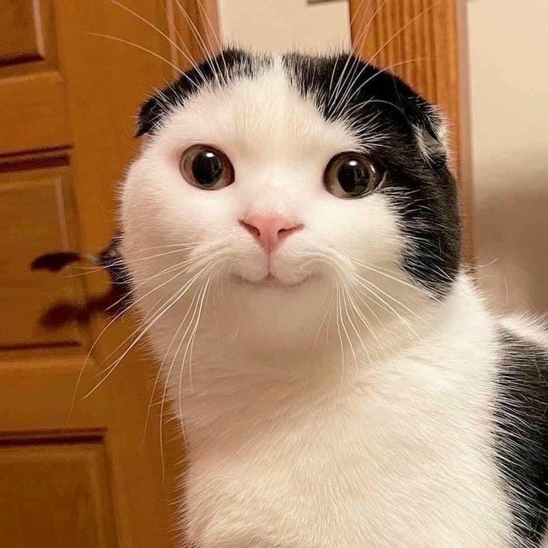 ảnh mèo bựa cute​ (3)