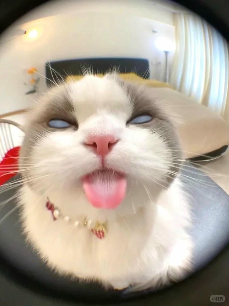 ảnh mèo bựa cute​ (30)