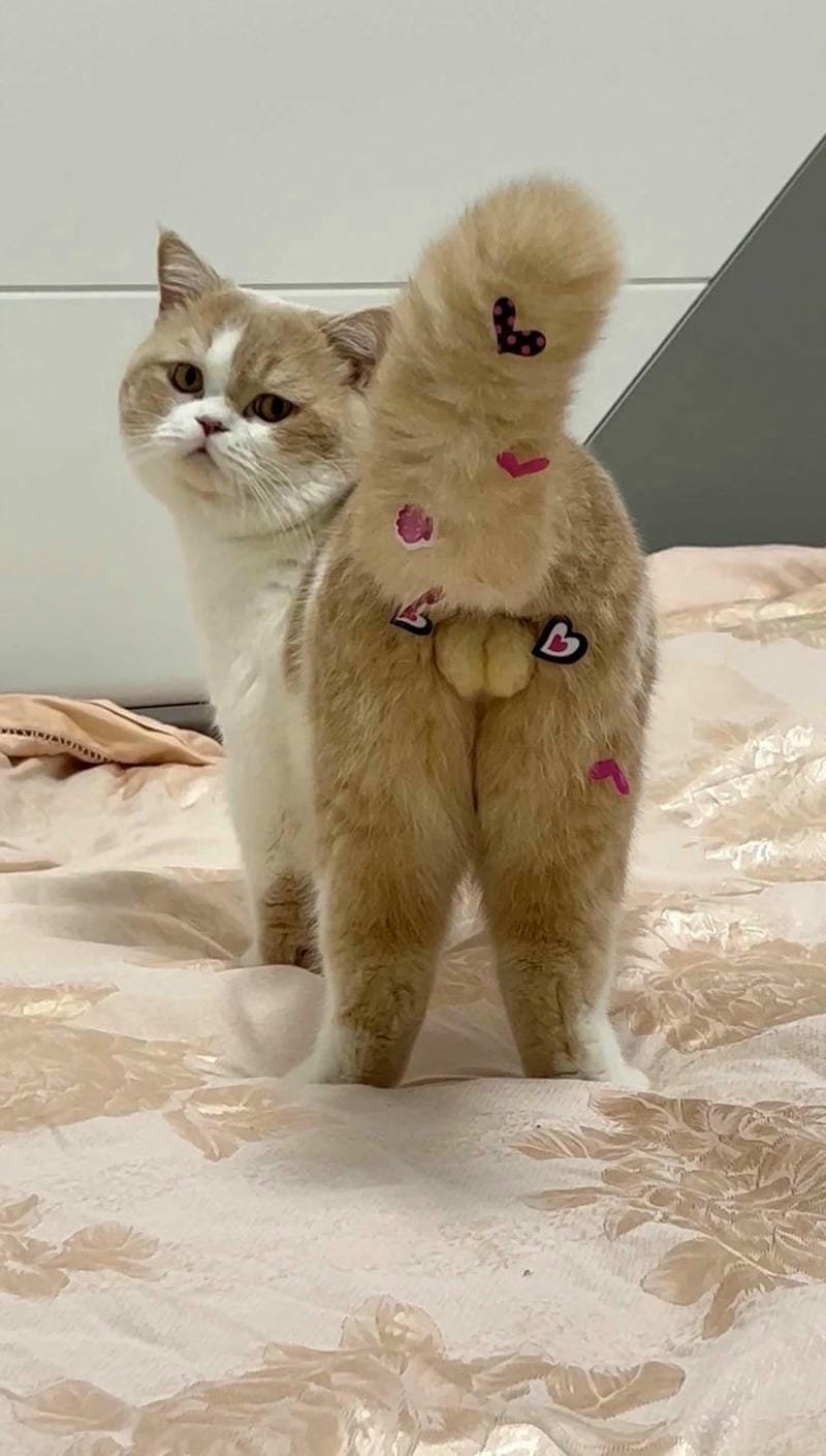 ảnh mèo bựa cute​ (5)