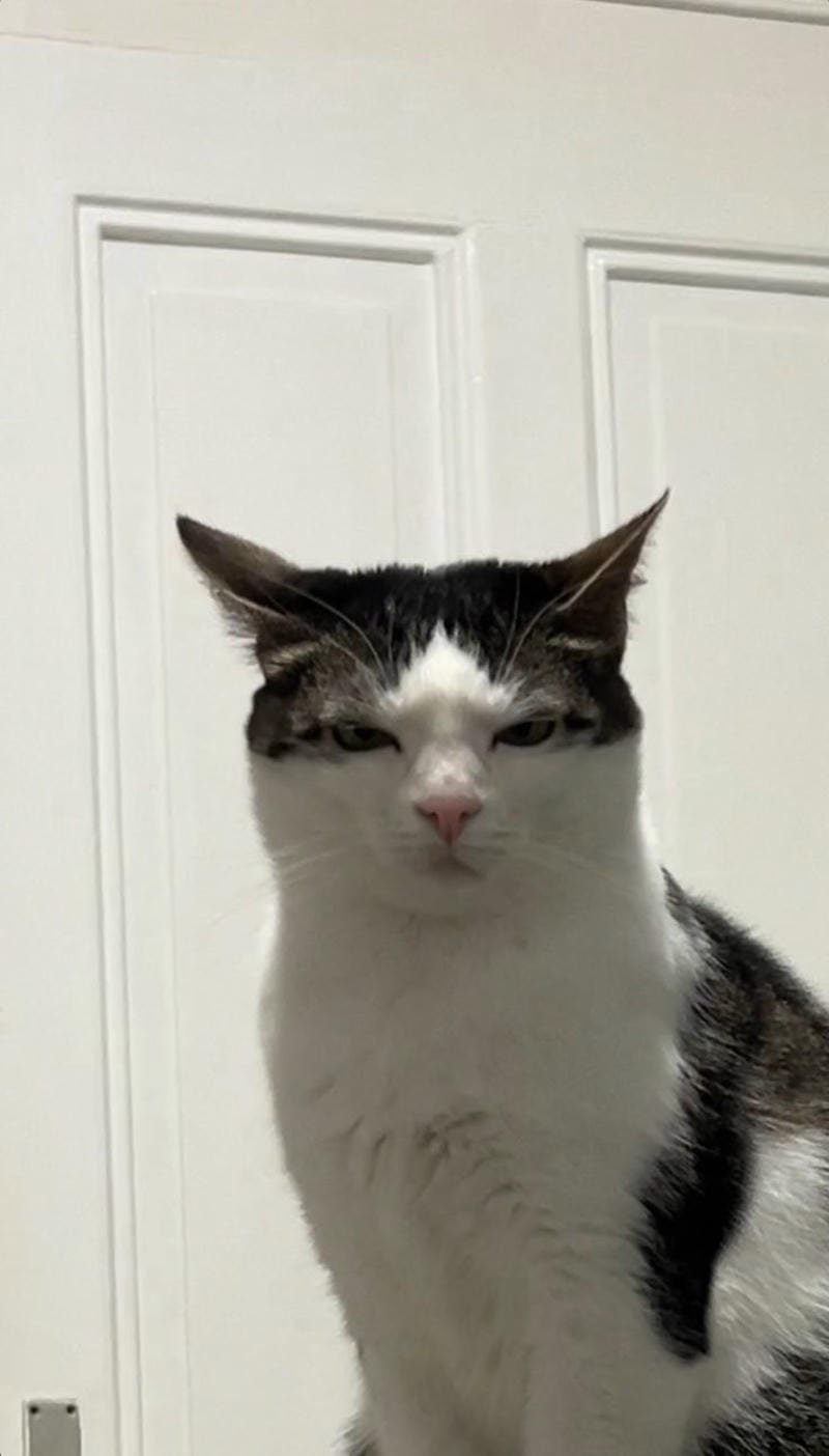 ảnh mèo bựa cute​ (6)